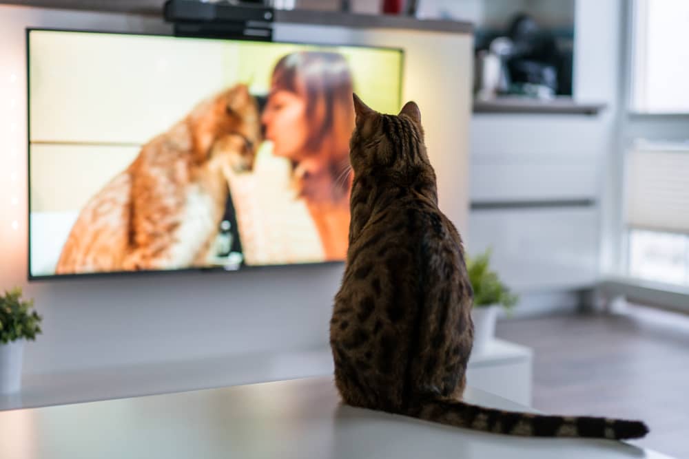 chat regardant la chaîne Animaux TV sur une télévision