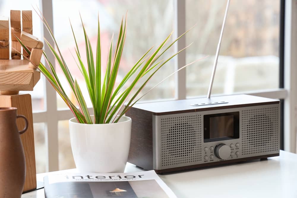 petite plante posée à côté d'un poste de radio diffusant France Inter