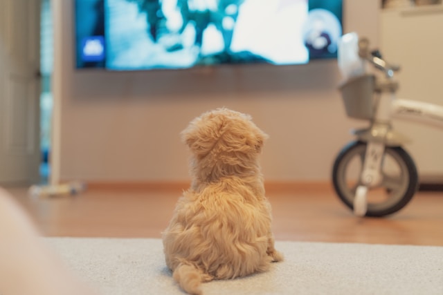 chien devant une télévision diffusant "Questions pour un champion" présenté par Julien Lepers